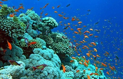 Protéger les écosystèmes des récifs coralliens dans la baie d Ha Long